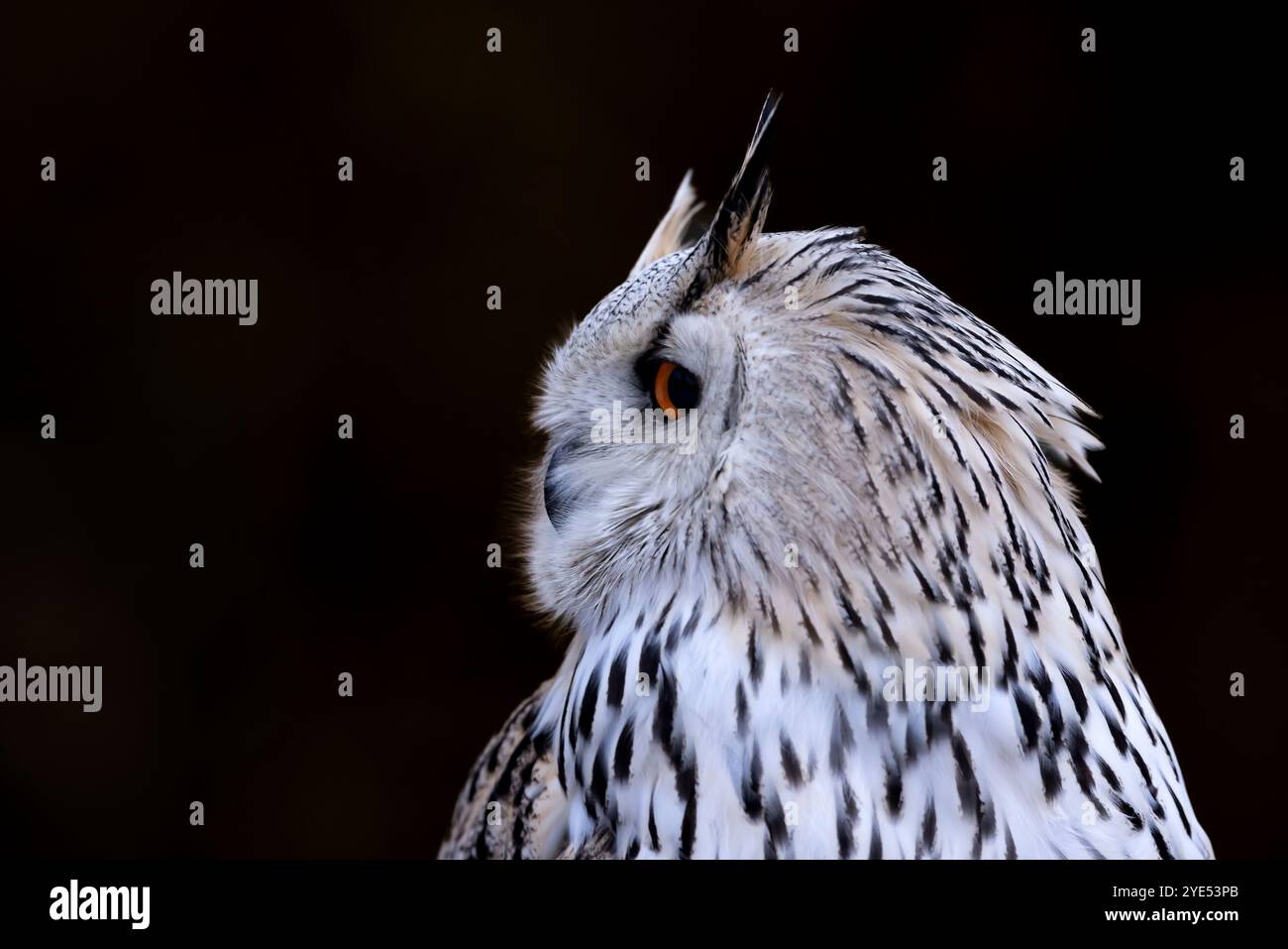 Hibou aigle de sibérie occidentale (Bubo bubo sibiricus) assis sur un rocher enneigé dans la forêt dans un coucher de soleil coloré Banque D'Images