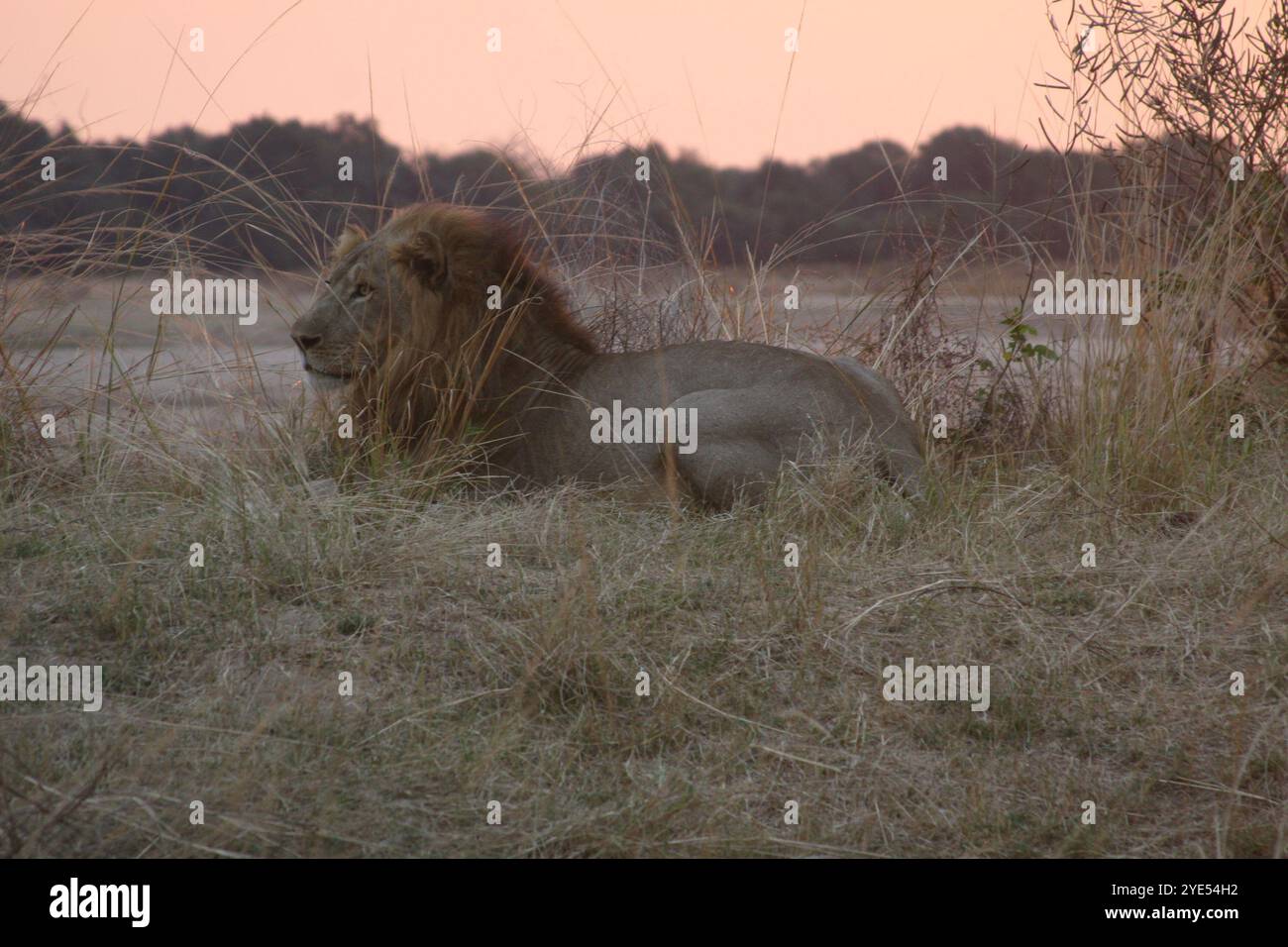 Lion mâle reposant dans les hautes herbes Banque D'Images