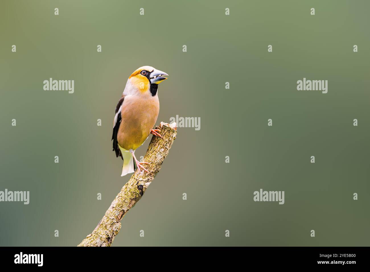 Gros plan d'un homme Hawfinch, Coccothraustes coccothraustes, reposant sur une branche horizontale sur un fond d'ombre vert foncé flou Banque D'Images