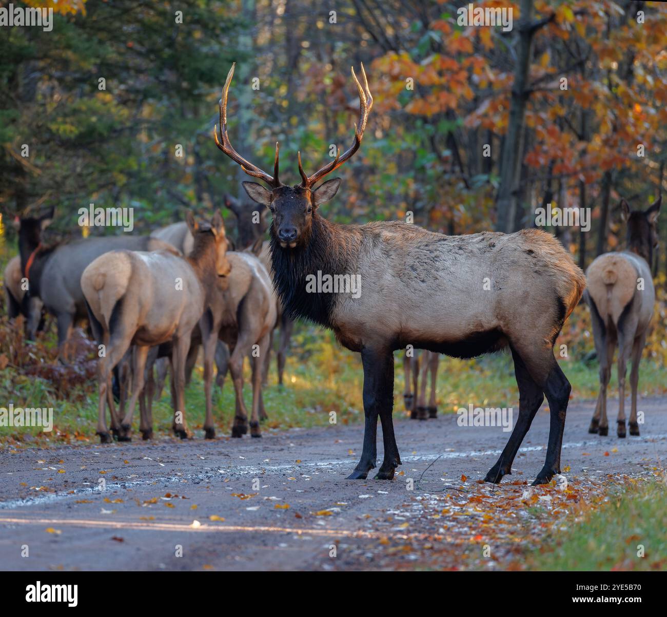 Taureau et son harem à Clam Lake, Wisconsin. Banque D'Images