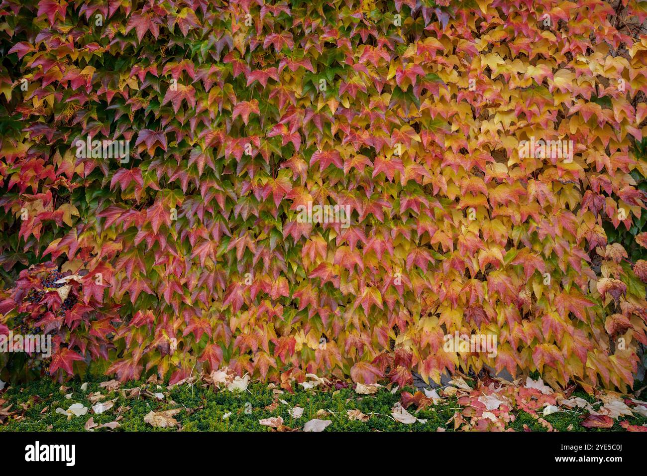 Parthenocissus tricuspidata feuilles multicolores colorées luxuriantes en automne lierre Boston, lierre raisin et lierre japonais, et aussi comme crêpe japonaise Banque D'Images