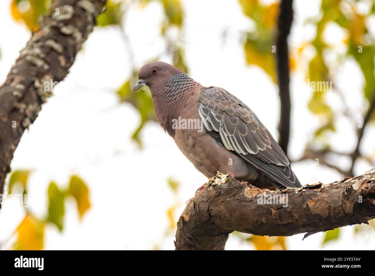 La colombe sauvage appelée 'pombão' ou 'asa branca' ou 'pomba carijó' (Patagioenas picazuro) est sélectionnée et rapprochée Banque D'Images