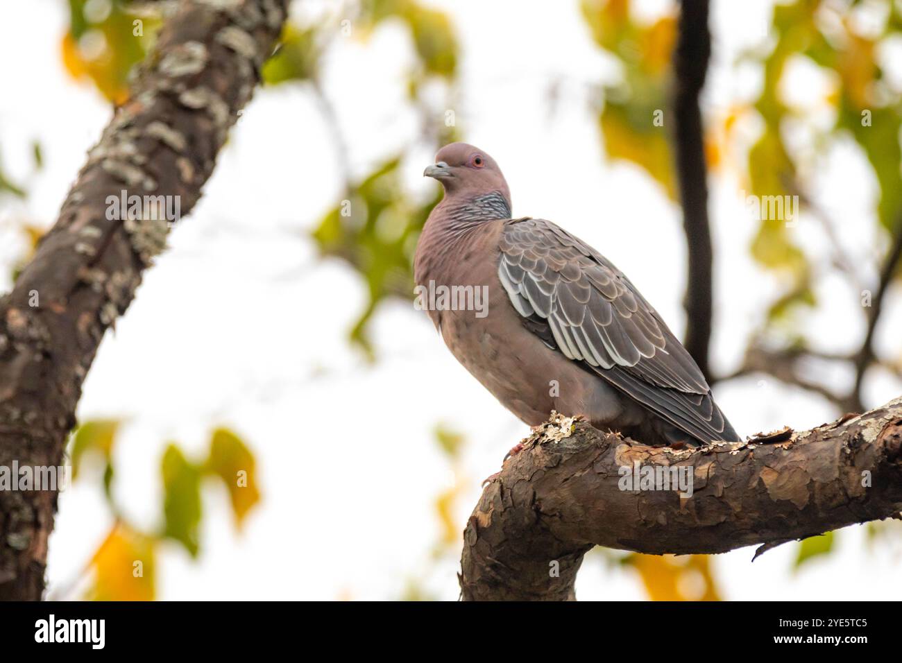 La colombe sauvage appelée 'pombão' ou 'asa branca' ou 'pomba carijó' (Patagioenas picazuro) est sélectionnée et rapprochée Banque D'Images