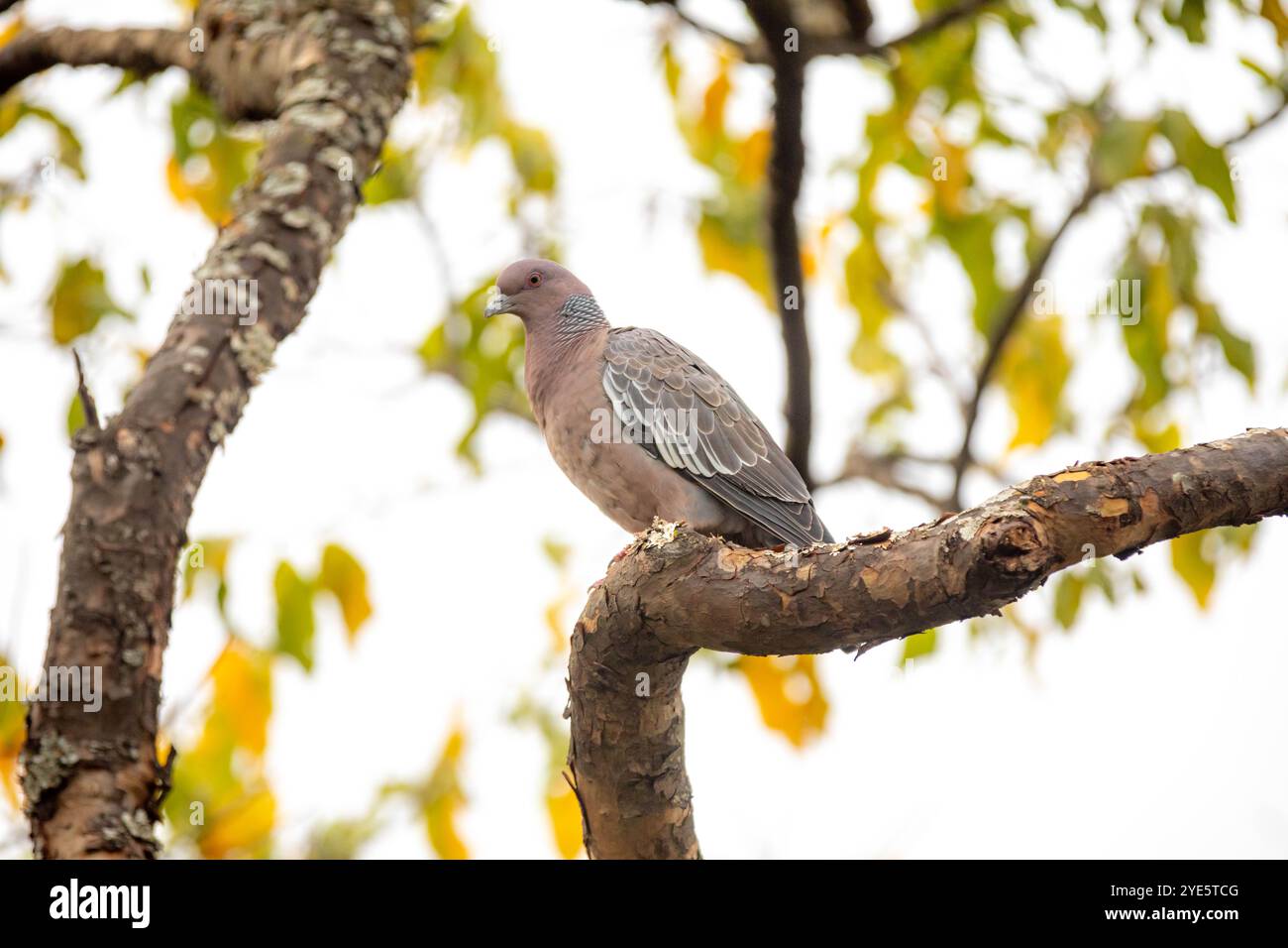 La colombe sauvage appelée 'pombão' ou 'asa branca' ou 'pomba carijó' (Patagioenas picazuro) est sélectionnée et rapprochée Banque D'Images