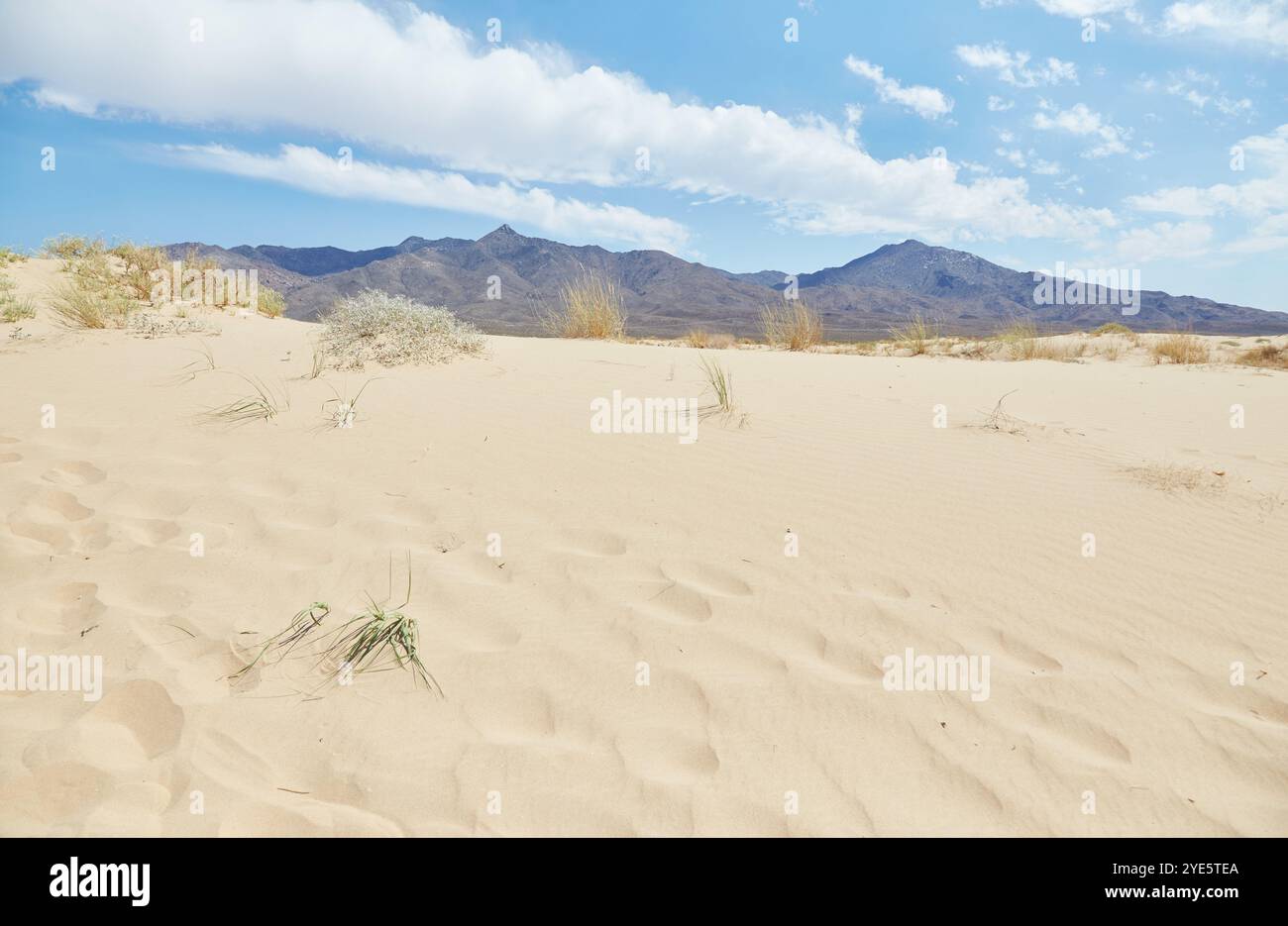 Fondée en 1994, la réserve nationale de Mojave est surtout connue pour les imposantes dunes de Kelso, ses nombreux Joshua Trees et le sentier de la boucle des anneaux. Banque D'Images