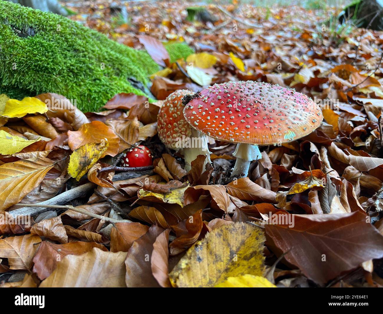 champignons non comestibles dans les feuilles, tabouret rouge, amanita Banque D'Images