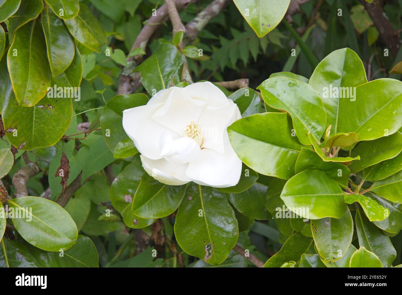 Magnolia au jardin Botanique du Samaras Manor est un Helier Jersey Banque D'Images