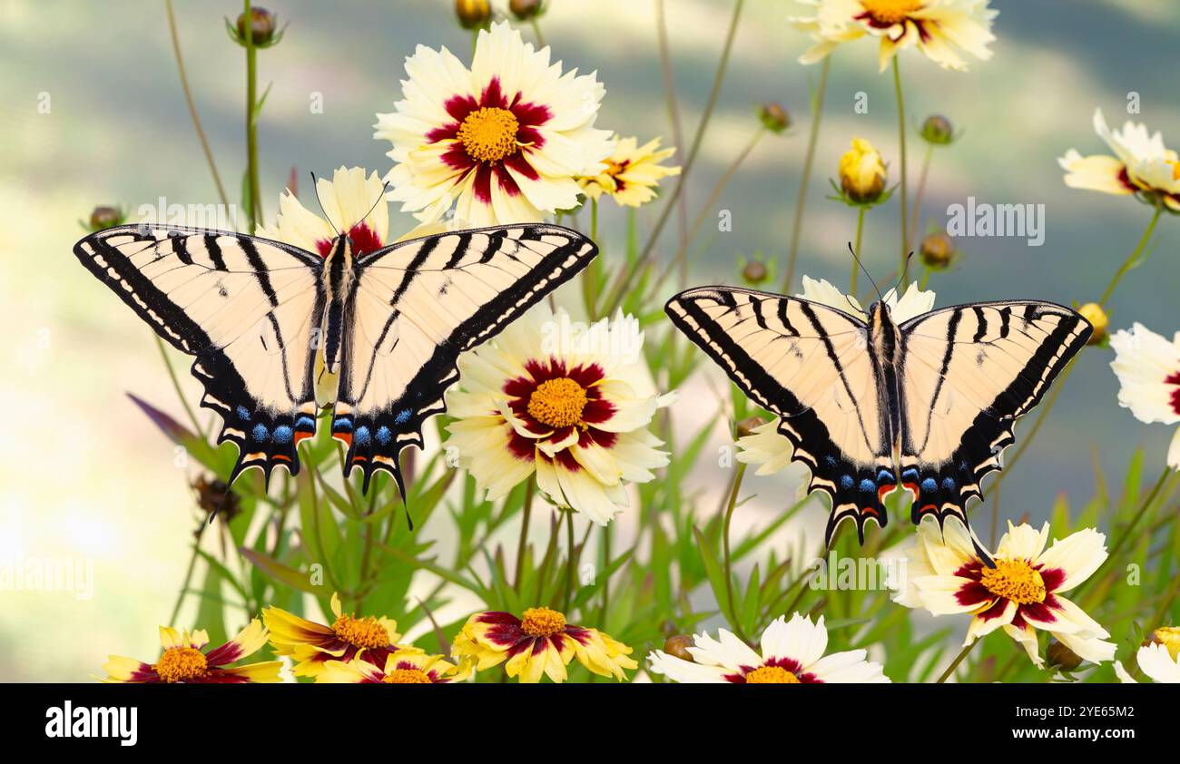 Macro de 2 papillons à queue-d'araignée à deux queues (papilio multicaudata) reposant parmi les fleurs de coreopsis jaunes - ailes ouvertes Banque D'Images