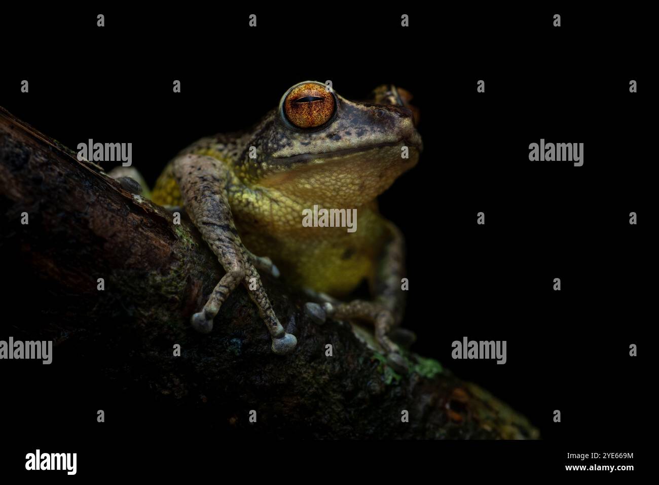 Portrait en gros plan de la grenouille de brousse Munnar, très endémique et en voie de disparition, assise sur une branche moussue sur un fond noir pendant les mois de mousson Banque D'Images