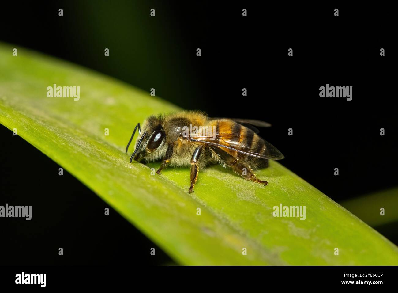 Gros plan d'une belle abeille de miel de l'Ouest (Apis mellifera) Banque D'Images