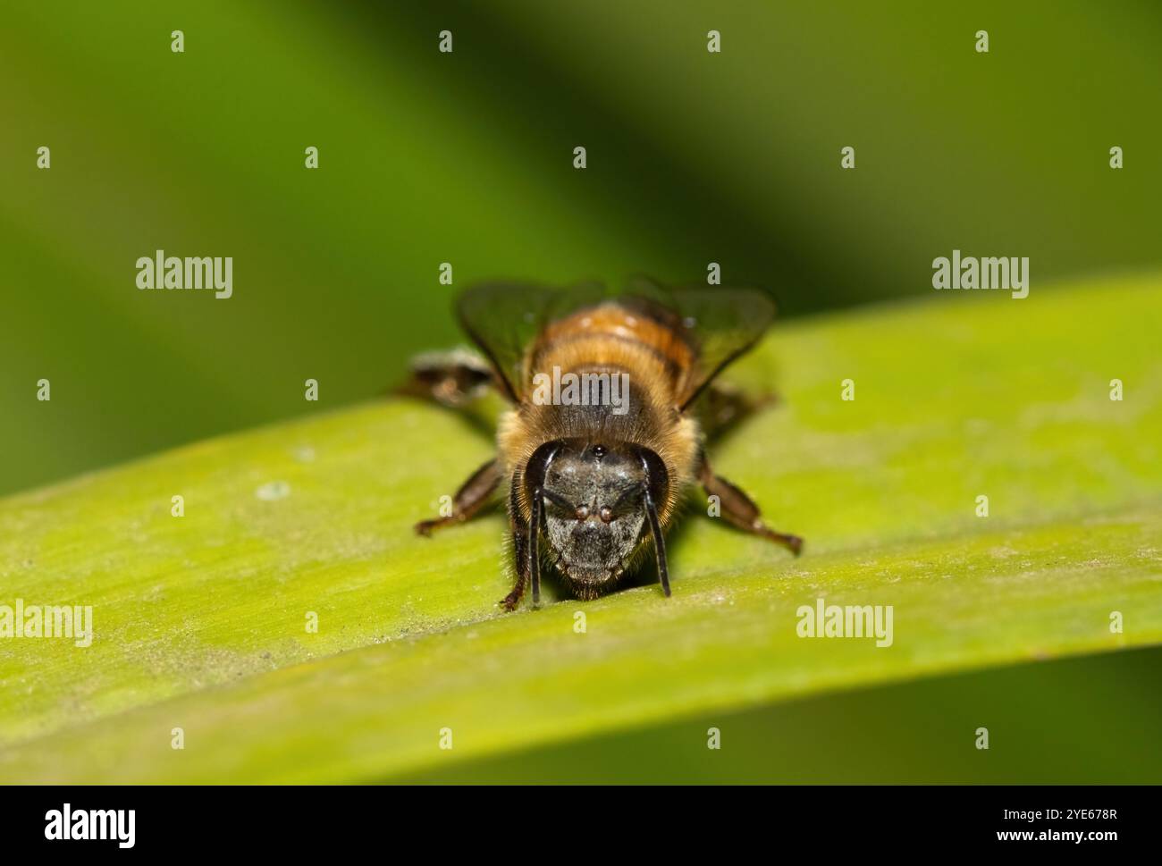 Gros plan d'une belle abeille de miel de l'Ouest (Apis mellifera) Banque D'Images