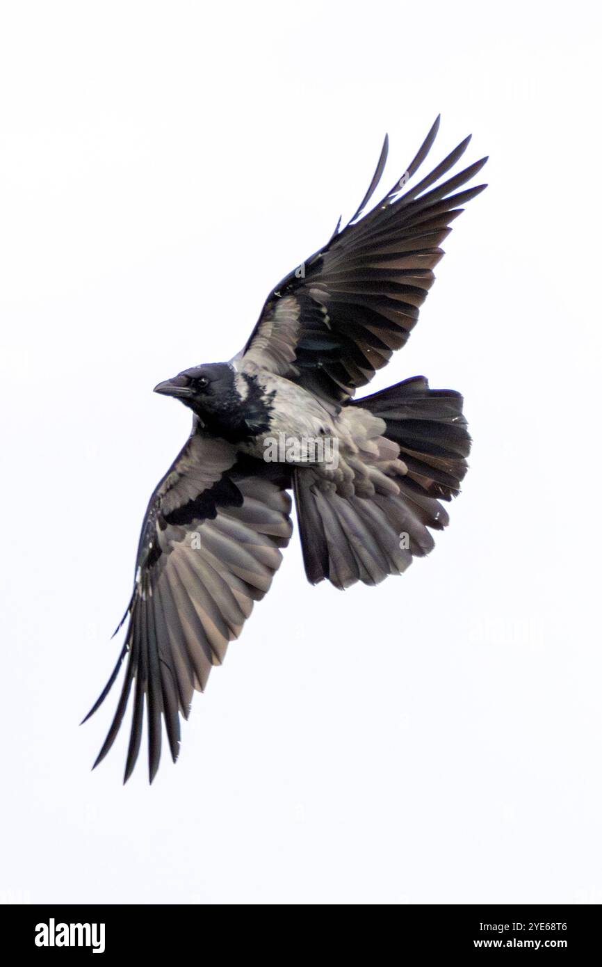 Corbeau à capuche avec plumage gris et noir. Régime omnivore d'insectes, de graines et de petits animaux. Photographié sur Bull Island, Dublin. Banque D'Images