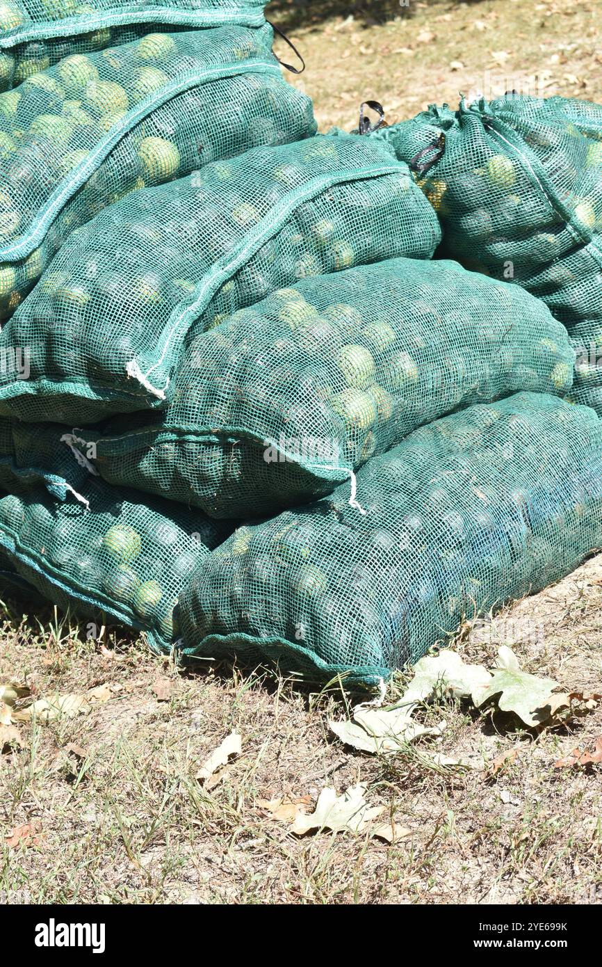 Un tas de noix noires ensachées, Juglans Nigra, rassemblées à l'automne de l'année, prêtes à vendre ou à décortiquer et récolter pour une friandise saine et biologique. Banque D'Images