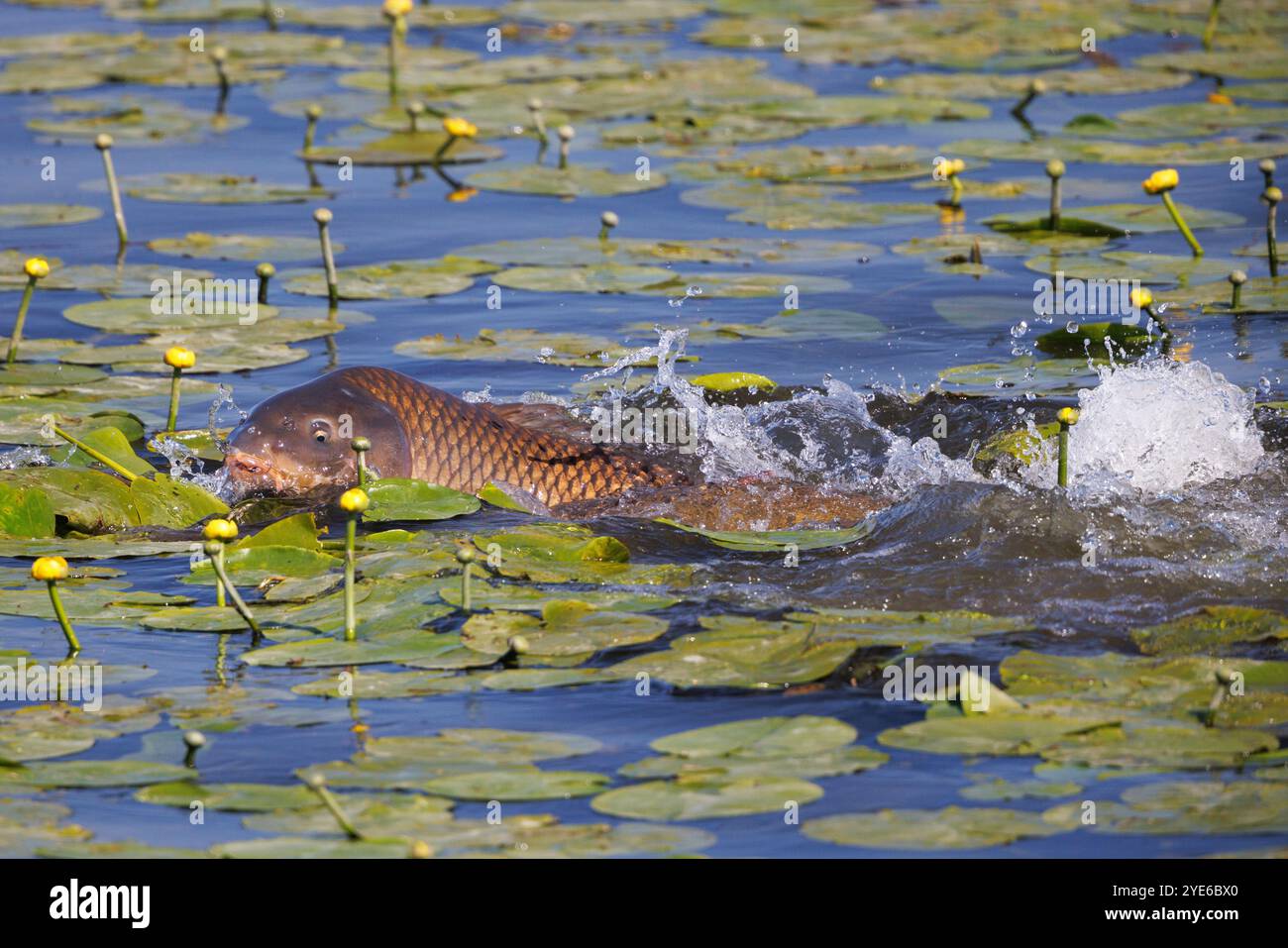 Carpe écailleuse, carpe européenne (Cyprinus carpio), carpe écailleuse frai dans un champ de roses d'étang, Allemagne Banque D'Images