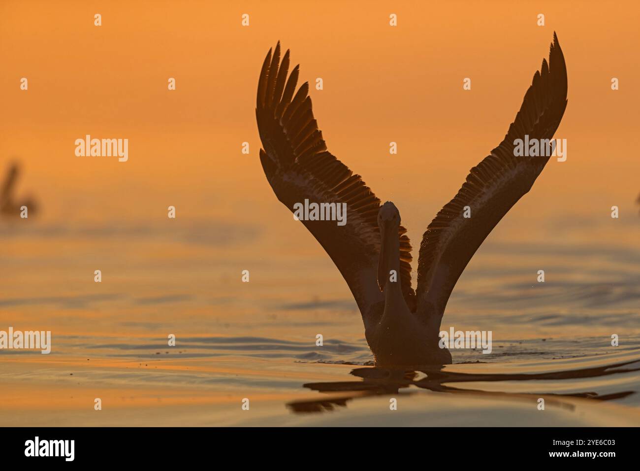Pélican dalmate (Pelecanus crispus), dans l'eau à l'aube, battant ses ailes, Grèce, lac Kerkini Banque D'Images