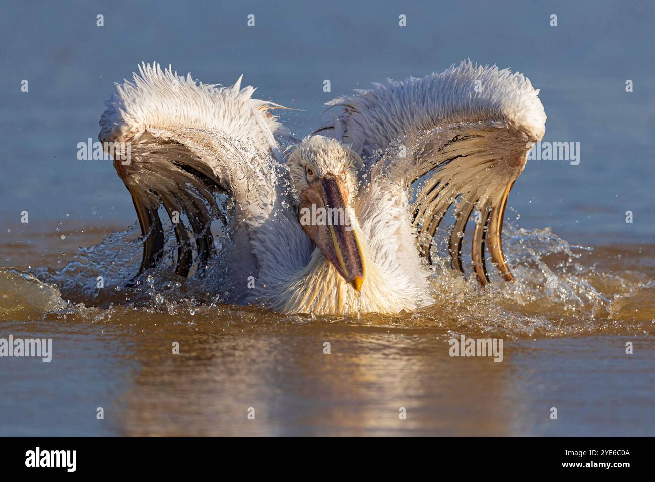 Pélican dalmate (Pelecanus crispus), baignade juvénile dans l'eau, Grèce, lac Kerkini Banque D'Images