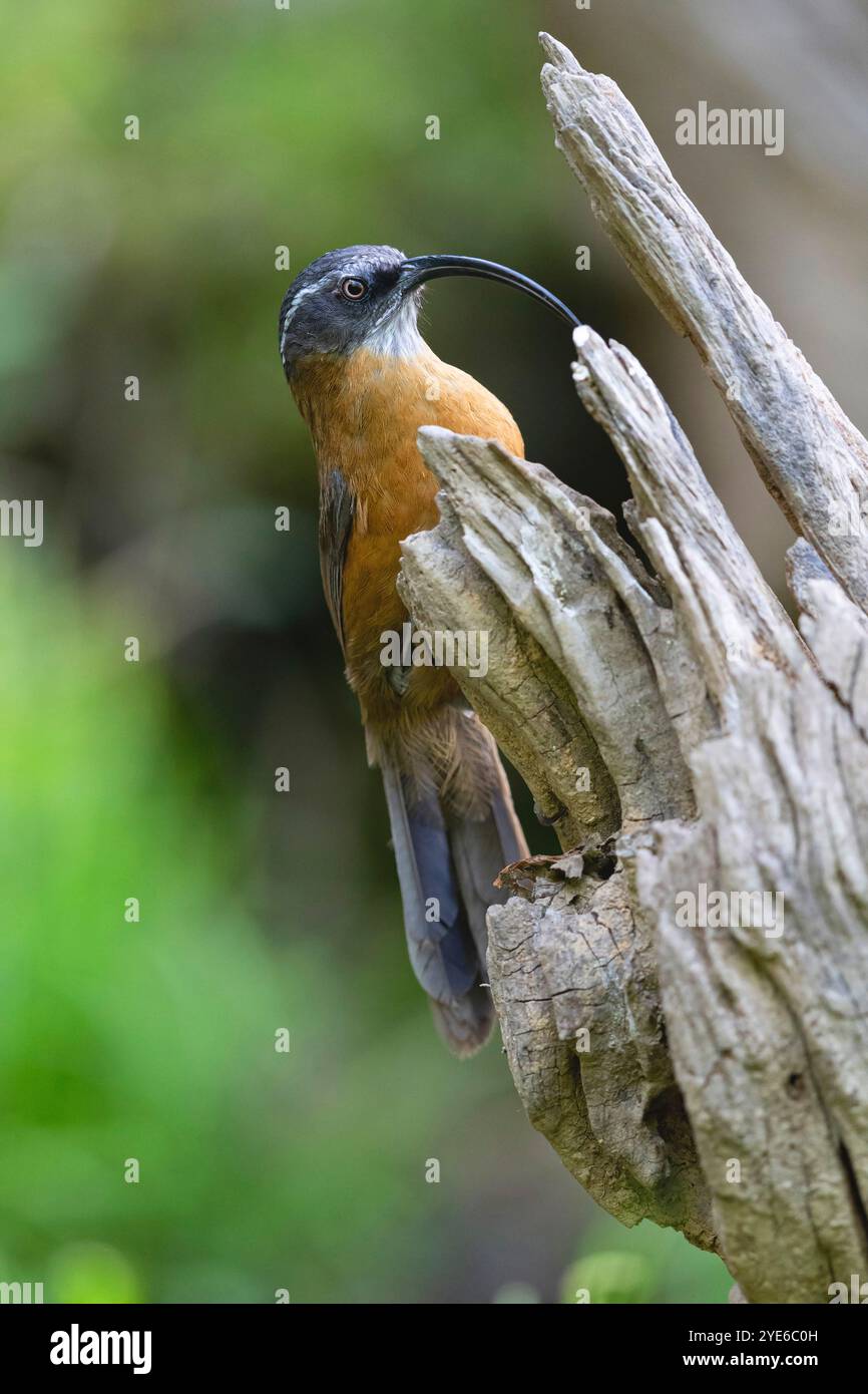 Babiller scimitaire à bec mince (Pomatorhinus superciliaris, Xiphirhynchus superciliaris), est assis sur une branche et cherche de la nourriture, Chine, Yunnan, Gaol Banque D'Images