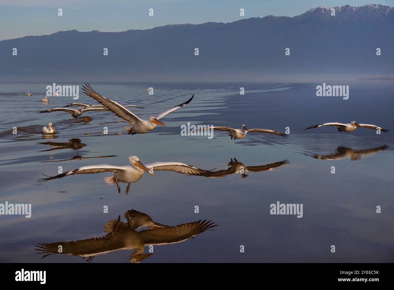 Pélican dalmate (Pelecanus crispus), troupe en vol au-dessus du lac, Grèce, lac Kerkini Banque D'Images