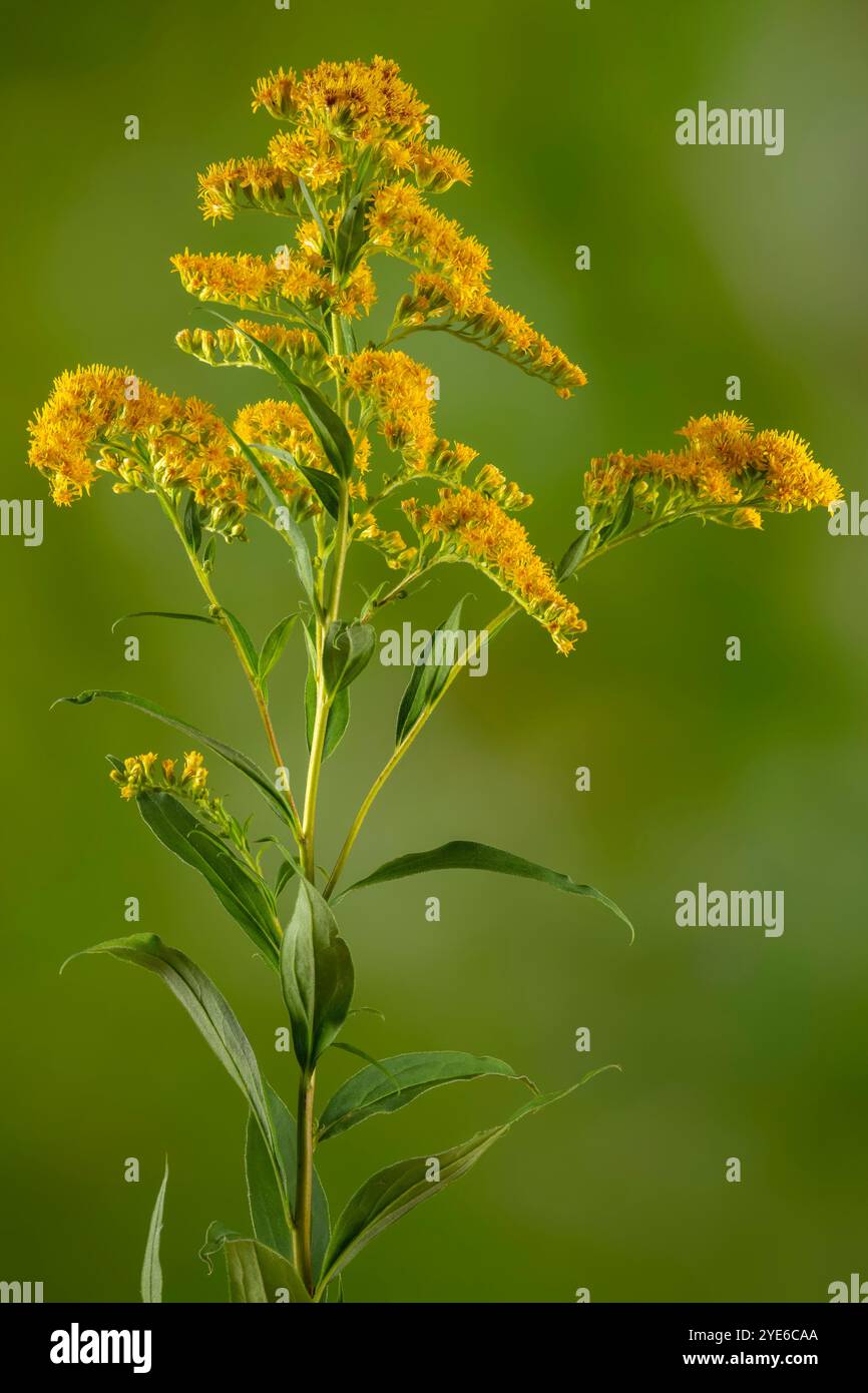 Verge dorée précoce, verge d'or tardive, verge d'or lisse, verge d'or lisse à trois nervures (Solidago gigantea), inflorescence, Allemagne, Bavière, Murnauer Moos Banque D'Images