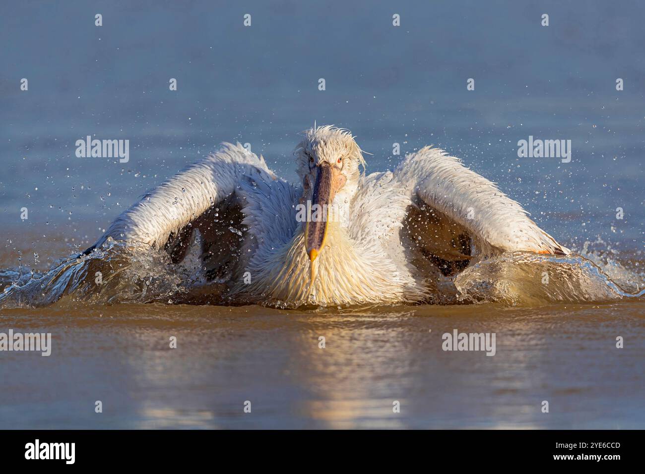 Pélican dalmate (Pelecanus crispus), baignade juvénile dans l'eau, Grèce, lac Kerkini Banque D'Images