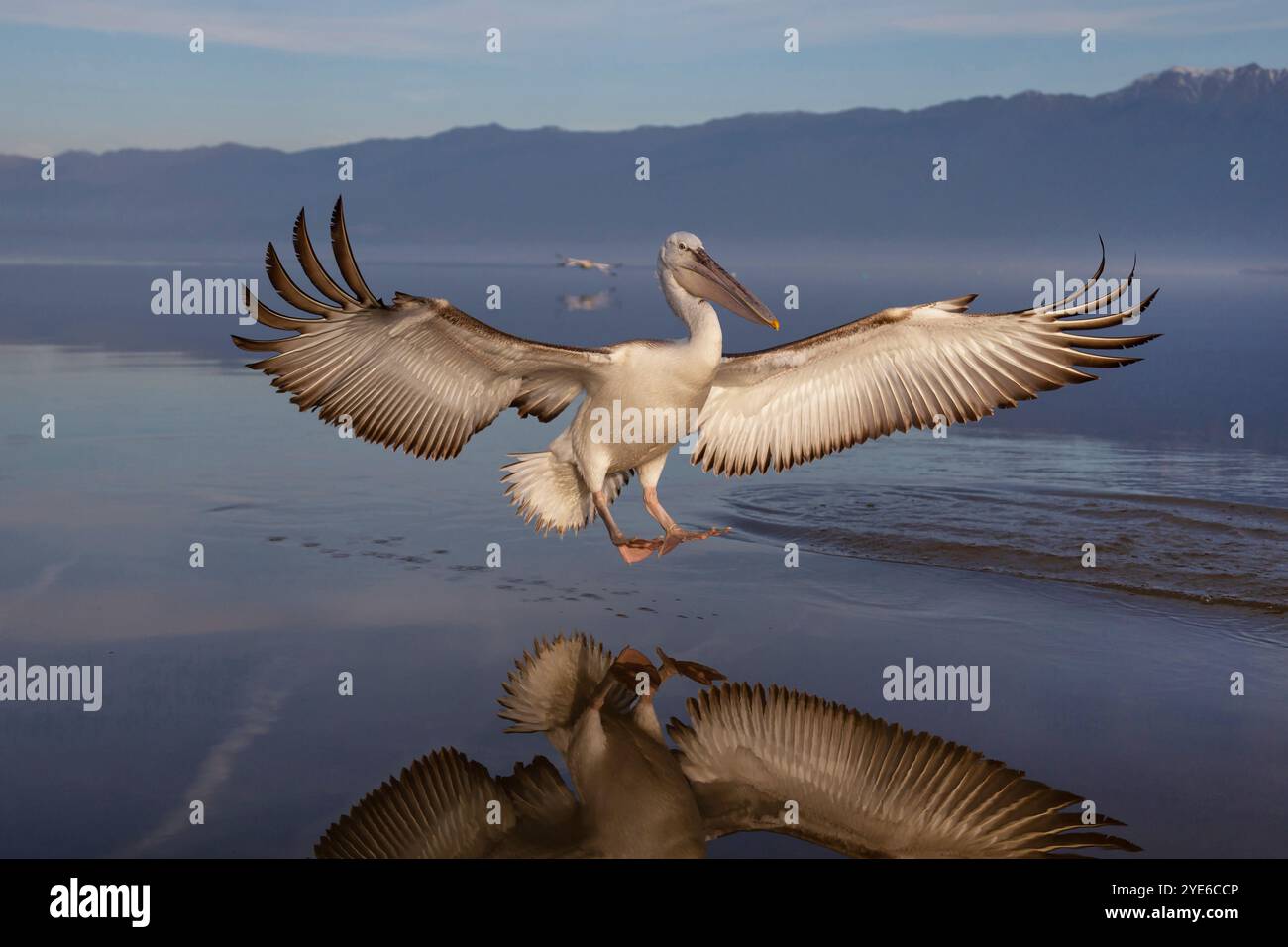 Pélican dalmate (Pelecanus crispus), terres juvéniles dans l'eau, Grèce, lac Kerkini Banque D'Images