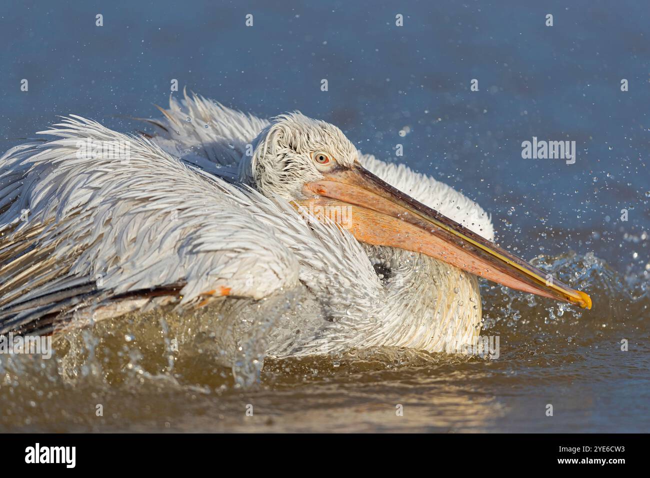 Pélican dalmate (Pelecanus crispus), baignade juvénile dans l'eau, Grèce, lac Kerkini Banque D'Images