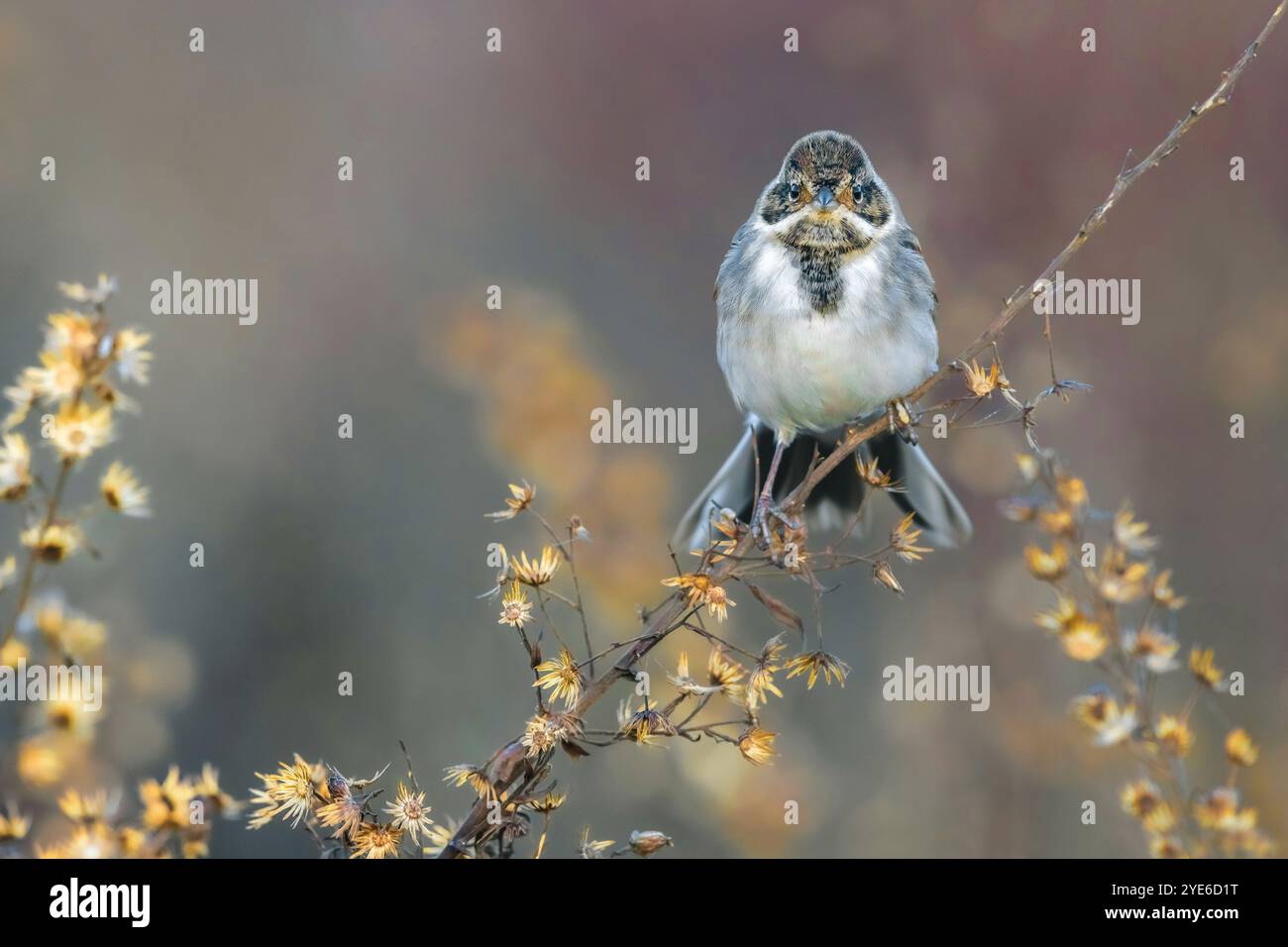 Guirlande de roseau, guirlande de roseau commune (Emberiza schoeniclus), mâle en plumage d'hiver perché sur une tige de plante, vue de face, Italie, Toscane, Piana fiorentin Banque D'Images