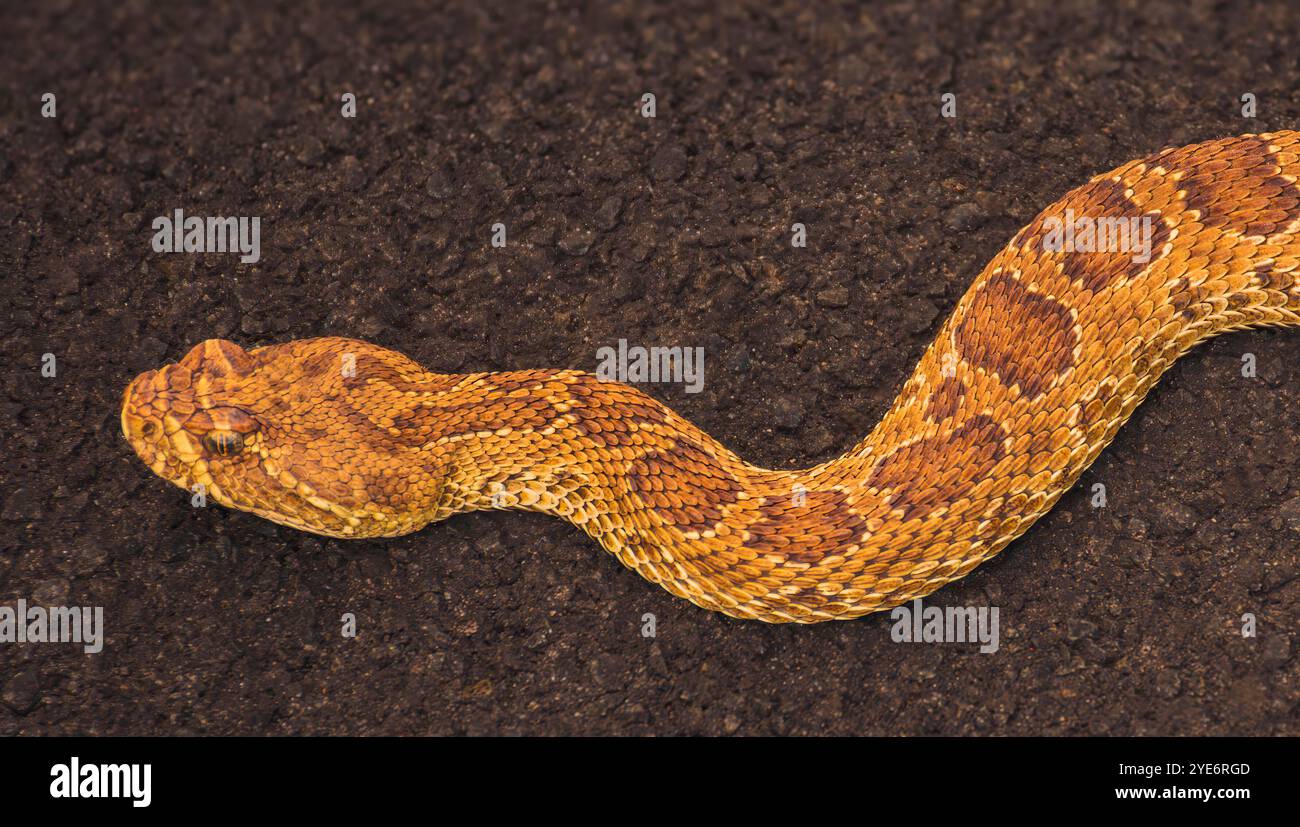 Serpent à sonnette des Prairies (Crotalus viridis) reposant par une journée chaude à l'ombre de la route asphaltée, comté de Douglas, Castle Rock Colorado États-Unis. Photo prise en août. Banque D'Images