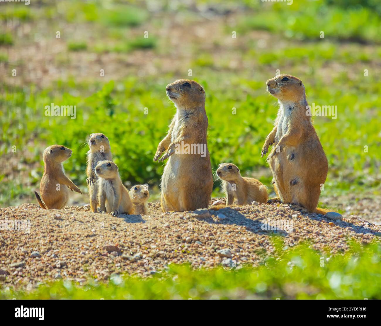 Famille de chiens de prairie à queue noire (Cynomys ludovicianus), à leur terrier. Alerte parents pour les prédateurs, Castle Rock Colorado USA. Photo prise en mai. Banque D'Images