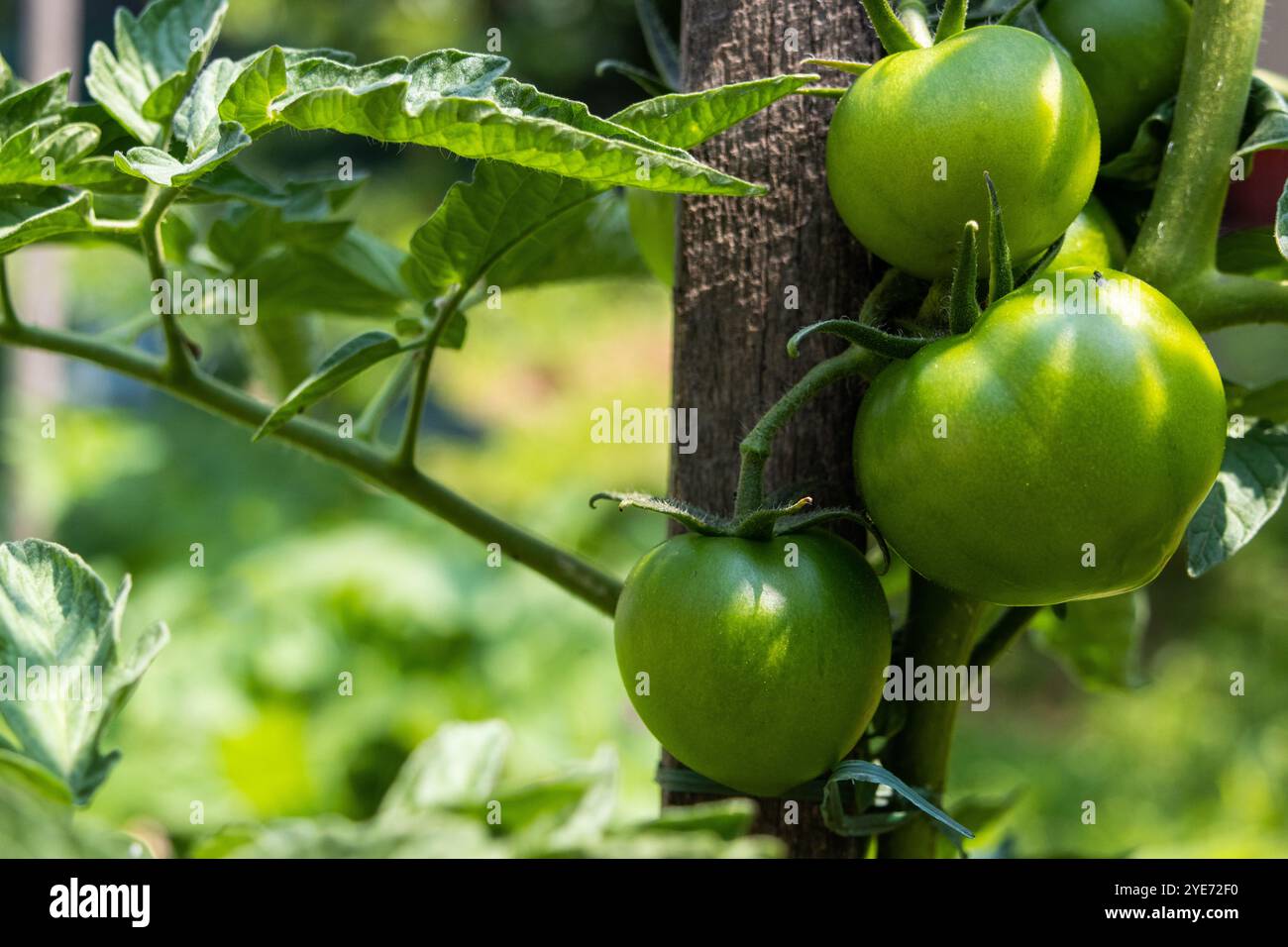 Les tomates vertes dans le jardin Banque D'Images