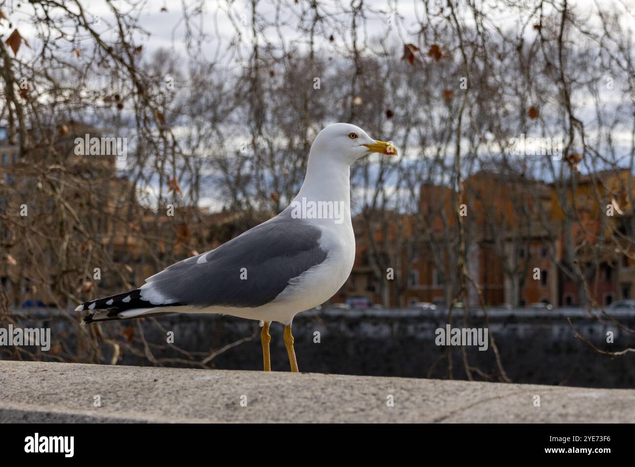 Mouette qui se tient à Rome Banque D'Images