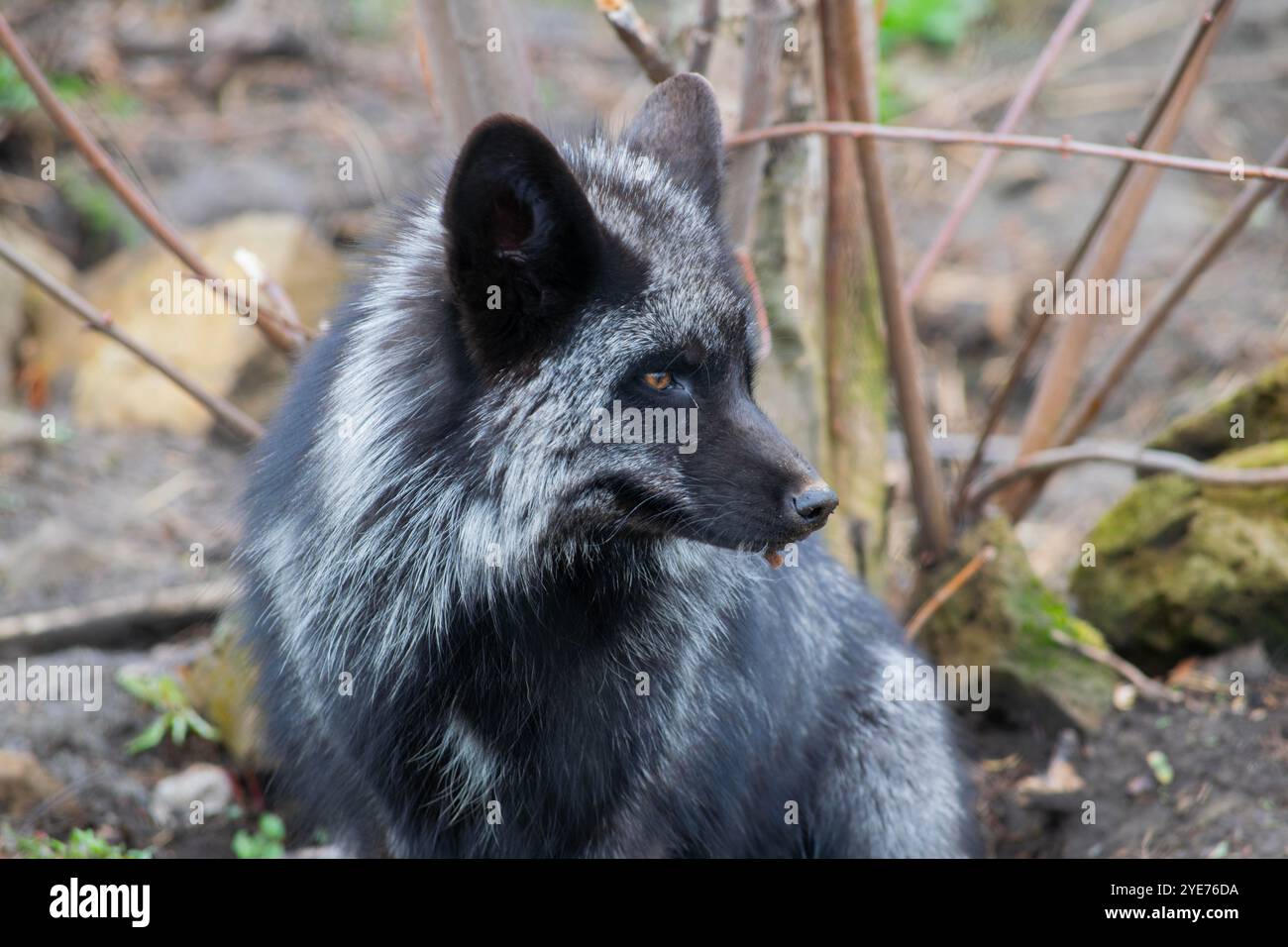 Un Fox argenté. Banque D'Images