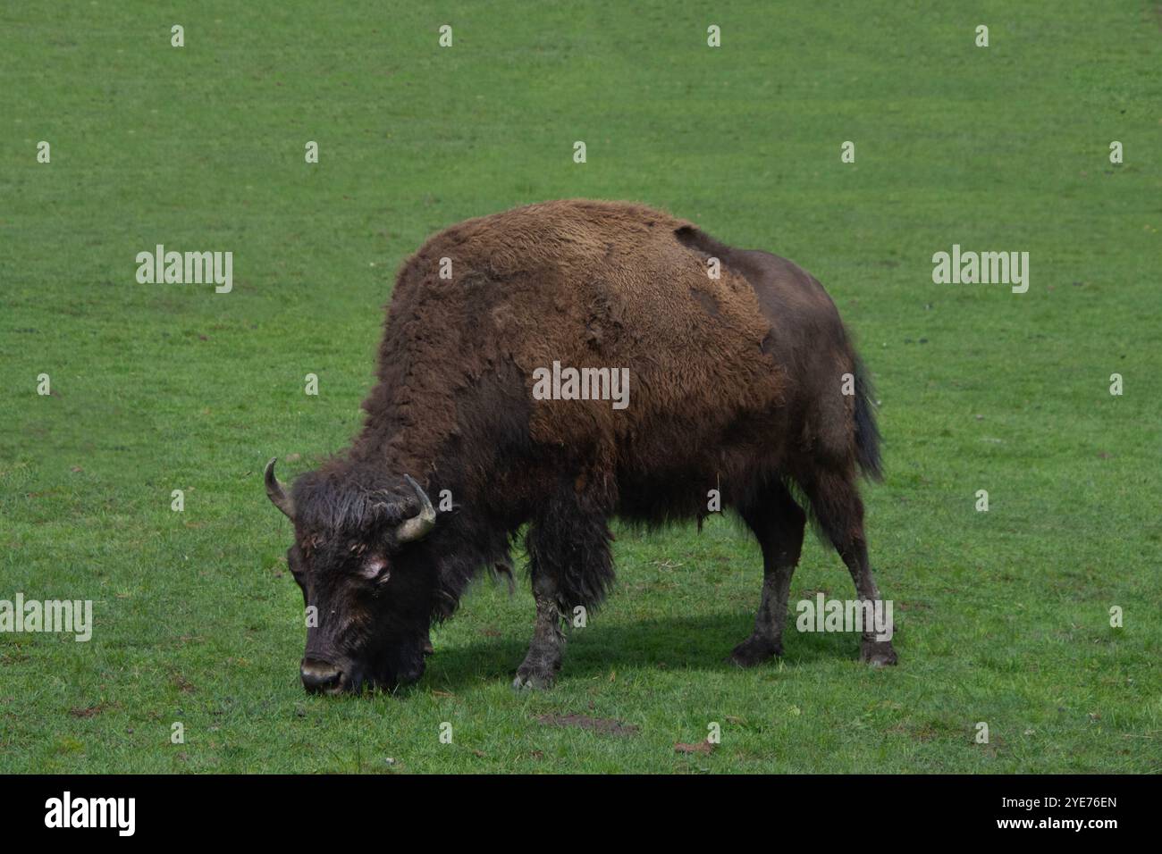 Un bison pâturant. Banque D'Images