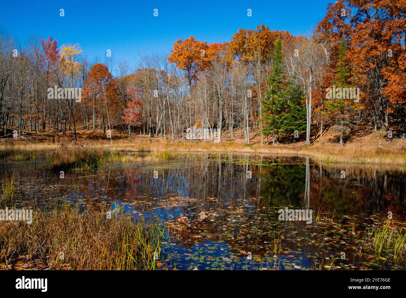Reflets d'automne dans un étang. Banque D'Images