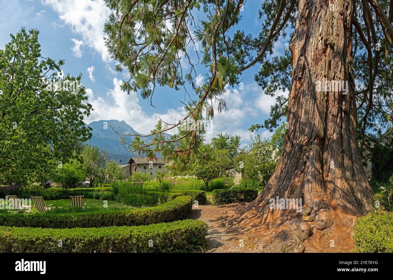 Le petit parc dans le village de Soglio avec l'arbre Sequoia - chaîne de Bregaglia - Suisse. Banque D'Images