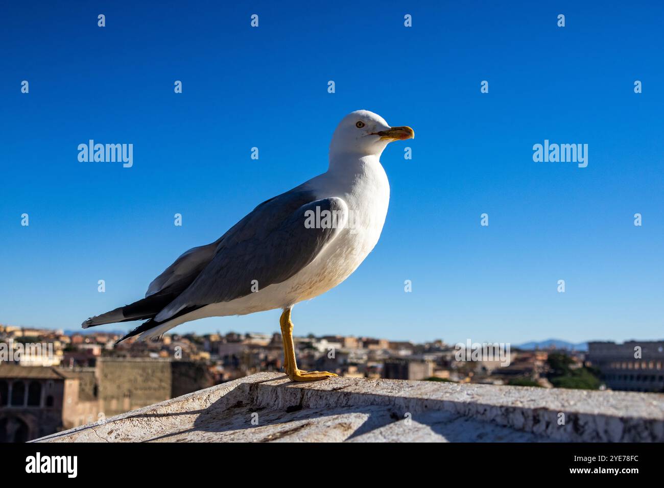 Mouette qui se tient à Rome Banque D'Images