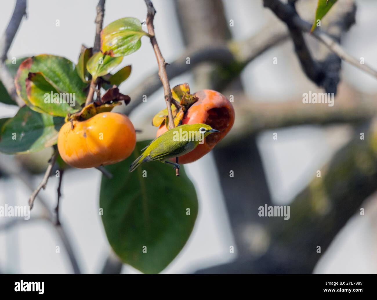 L'œil blanc du Japon Banque D'Images