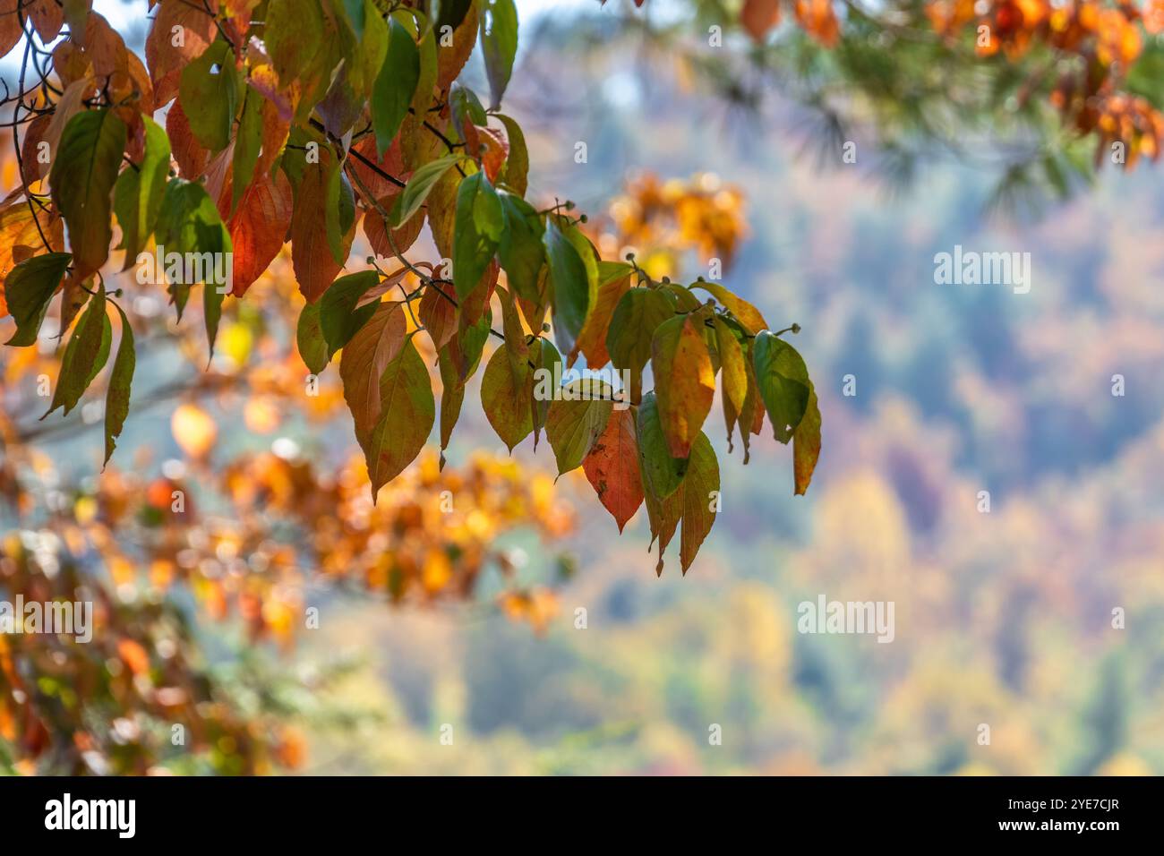 Feuilles d'automne colorées au parc national de Tallulah gorge à Tallulah Falls, Géorgie. (ÉTATS-UNIS) Banque D'Images
