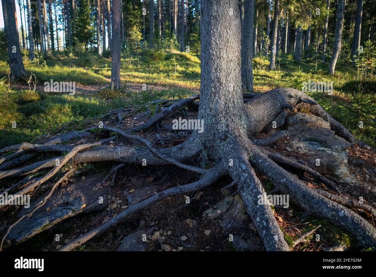 Racines superficielles de conifères dans la forêt, Finlande Banque D'Images