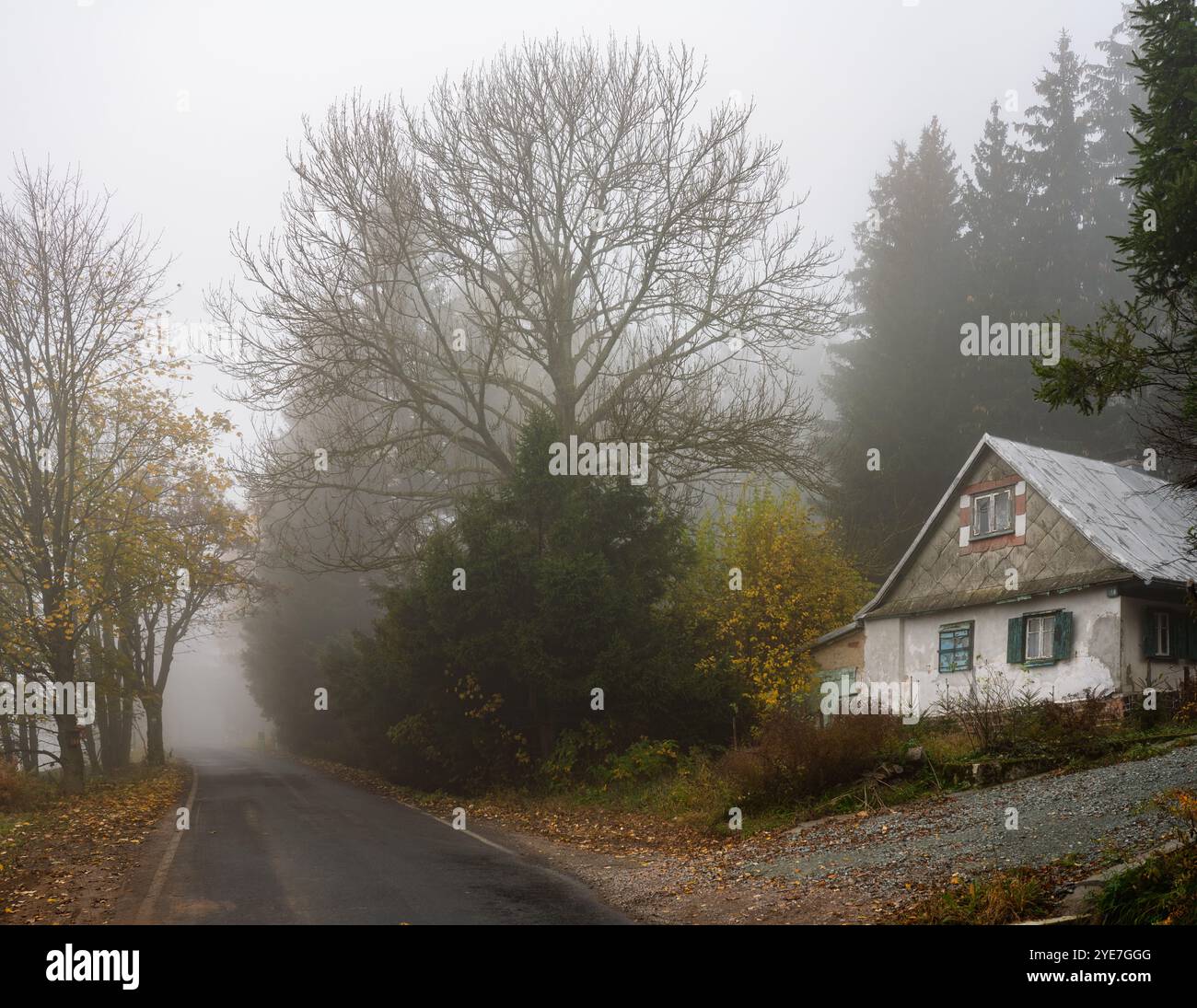 Route goudronnée avec des arbres et un chalet récréatif inutilisé sur le côté un matin d'automne brumeux. Montagnes Orlické hory, Tchéquie. Banque D'Images