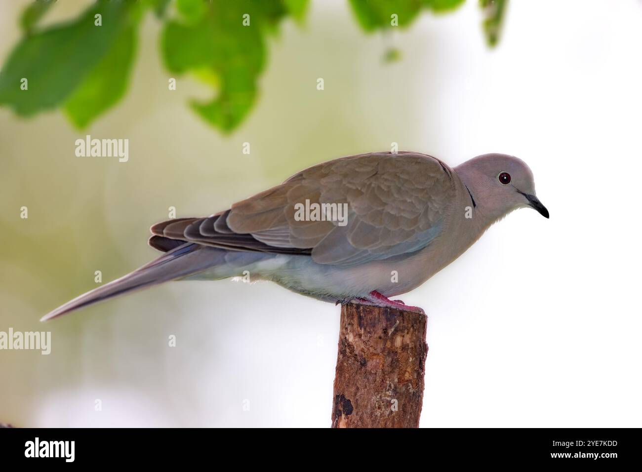Environnement, branche et tortue colombe sur l'arbre dans la nature pour la durabilité, l'écologie ou l'écosystème de la faune. Jardin, faune et gros plan de pigeon dans Banque D'Images