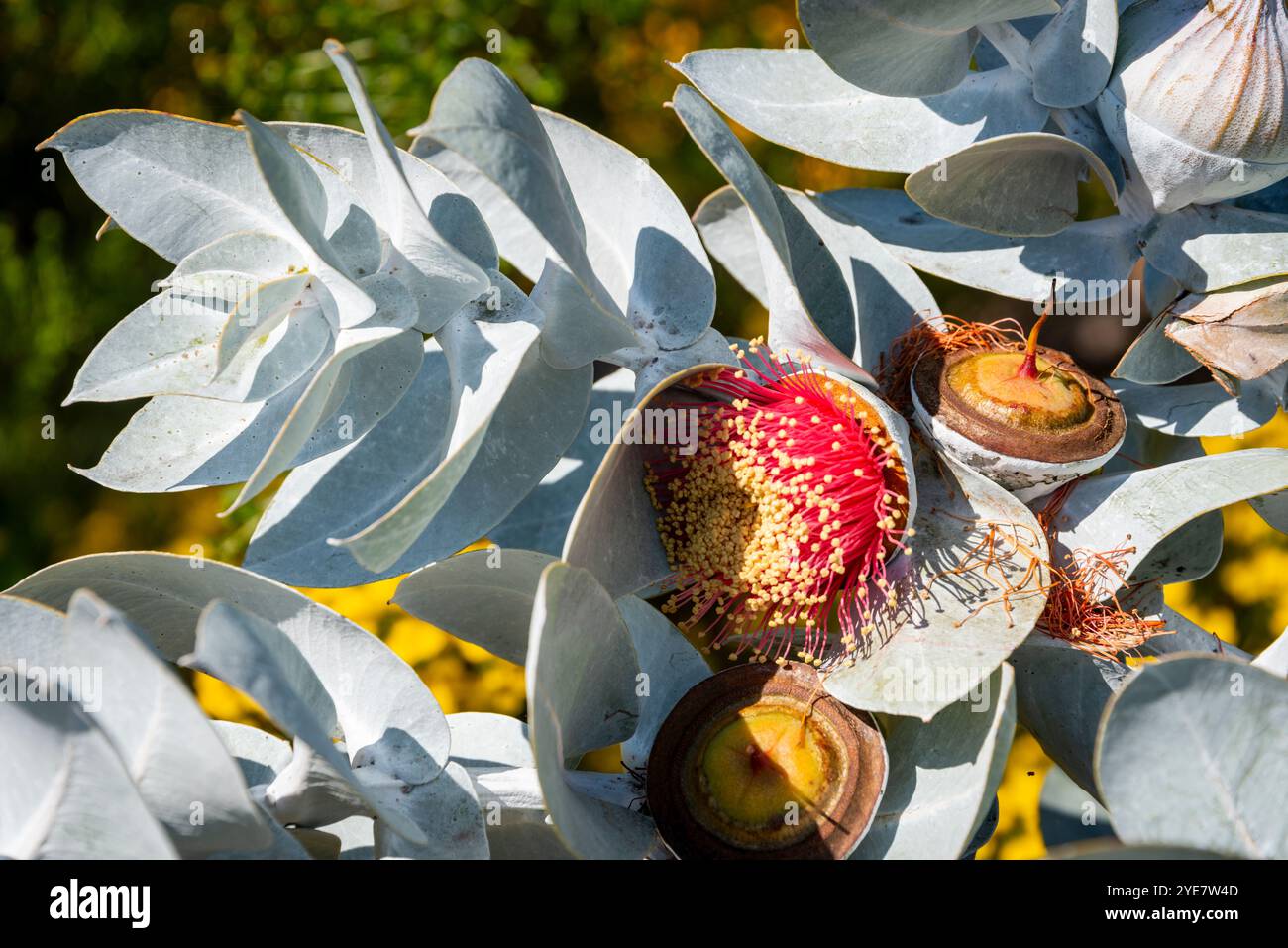 Une gomme de rose, ou eucalyptus rhodantha, un arbuste indigène trouvé en Australie occidentale, fleurissant sous le soleil printanier Banque D'Images