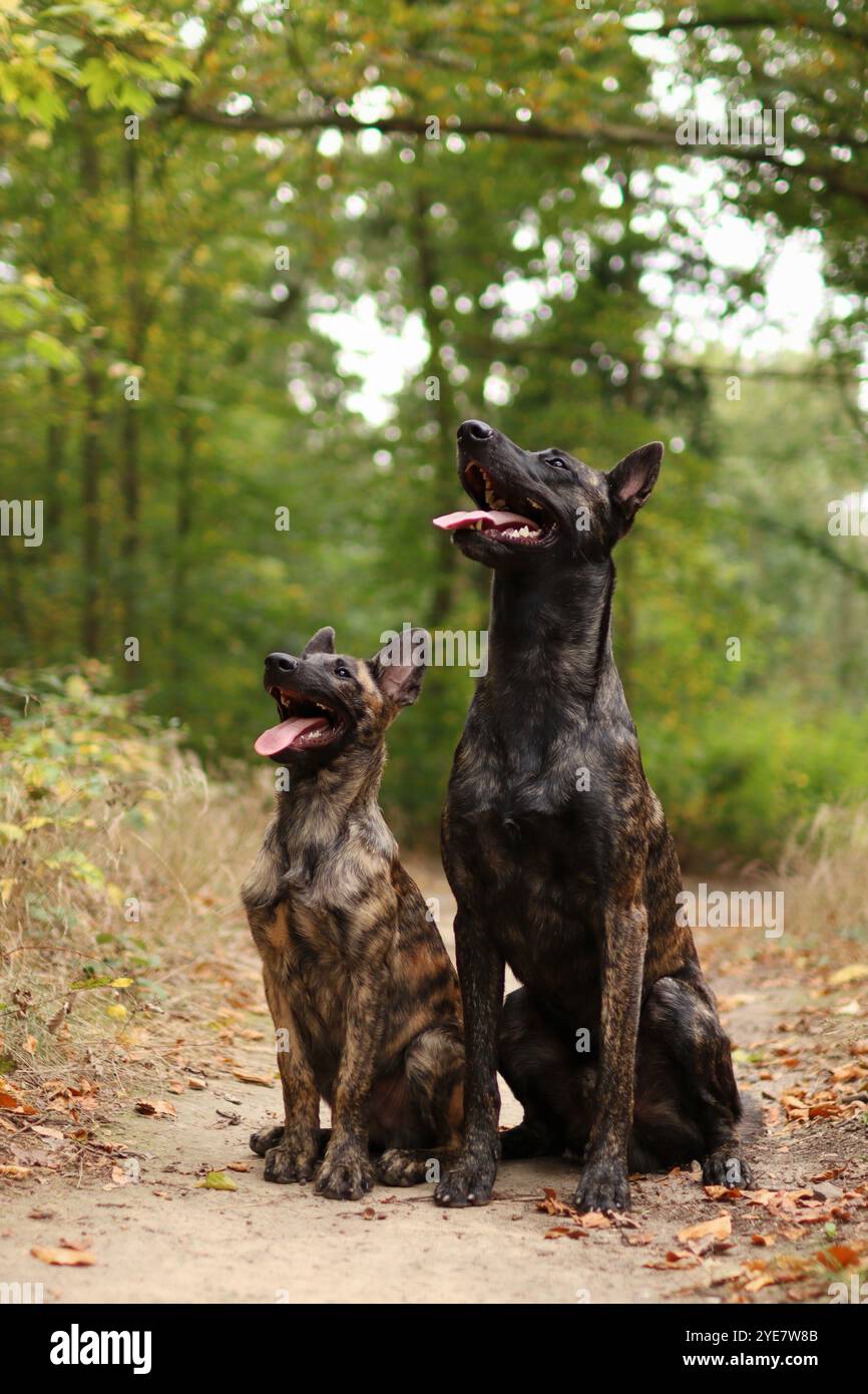 Une meute de deux bergers hollandais est à la forêt d'automne. Ils sont bien entraînés et attendent sur le chemin Banque D'Images