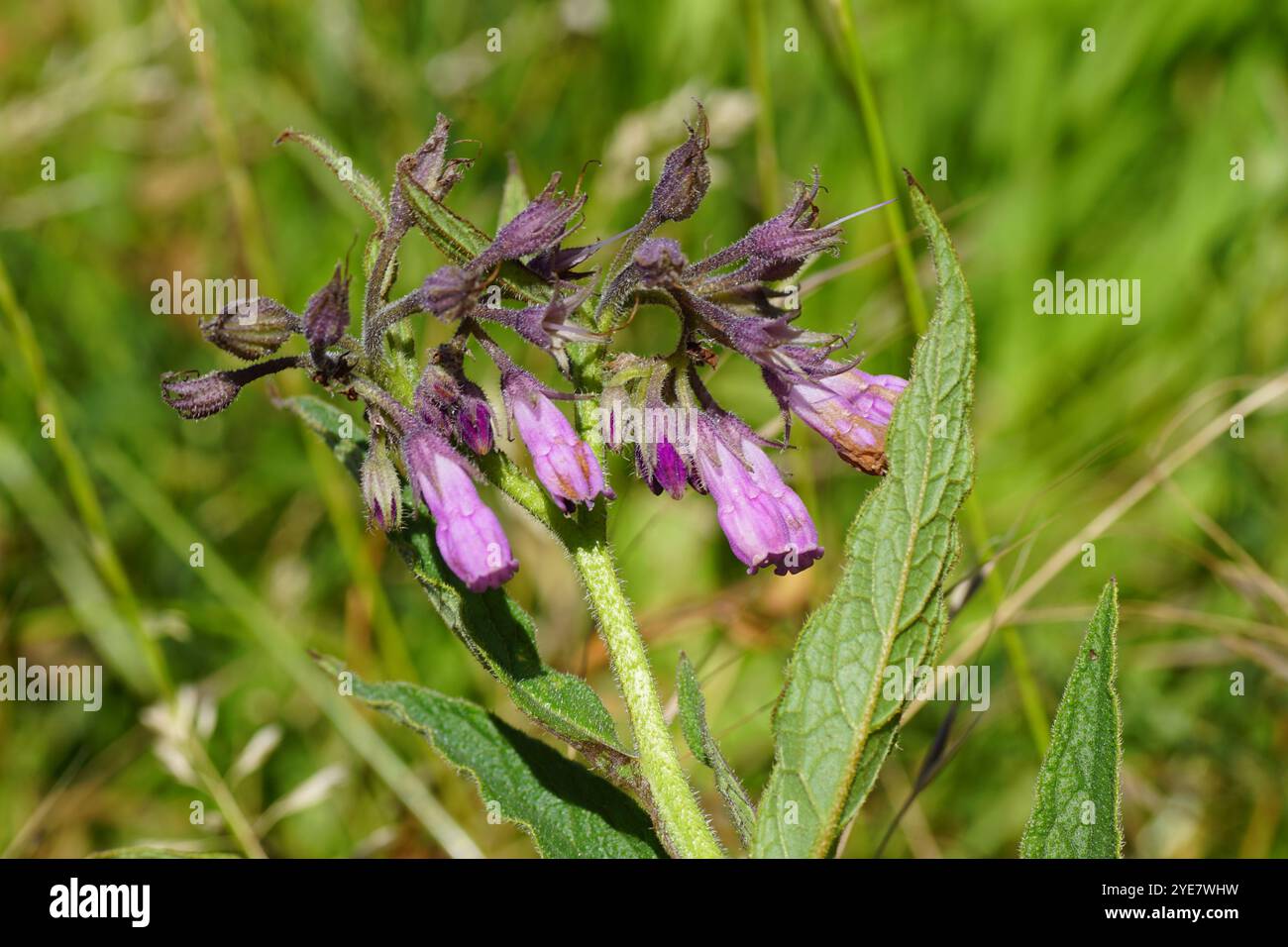 Gros plan sur les fleurs roses à violacées de consoude commune, Symphytum officinale. Famille des Boraginaceae. Juillet, été, pays-Bas Banque D'Images