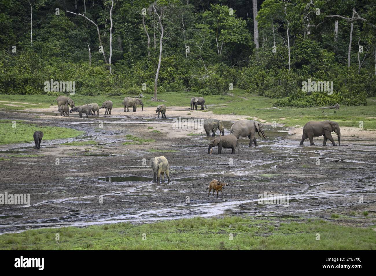 Éléphants de forêt (Loxodonta cyclotis) et antilopes bongo (Tragelaphus eurycerus) dans le défrichement forestier de Dzanga Bai, parc national de Dzanga-Ndoki, Unesc Banque D'Images