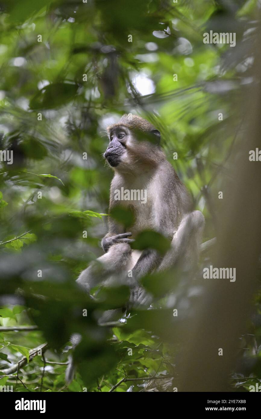 Mangabey d'olive (Cercocebus agilis) près du Bai-Hokou, parc national de Dzanga-Ndoki, site du patrimoine mondial de l'UNESCO, complexe de Dzanga-Sangha protégé sont Banque D'Images