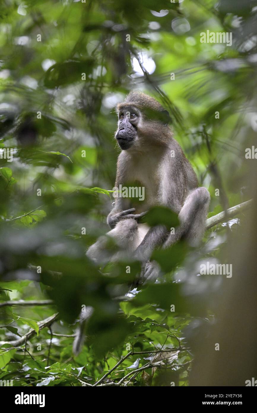 Mangabey d'olive (Cercocebus agilis) près du Bai-Hokou, parc national de Dzanga-Ndoki, site du patrimoine mondial de l'UNESCO, complexe de Dzanga-Sangha protégé sont Banque D'Images