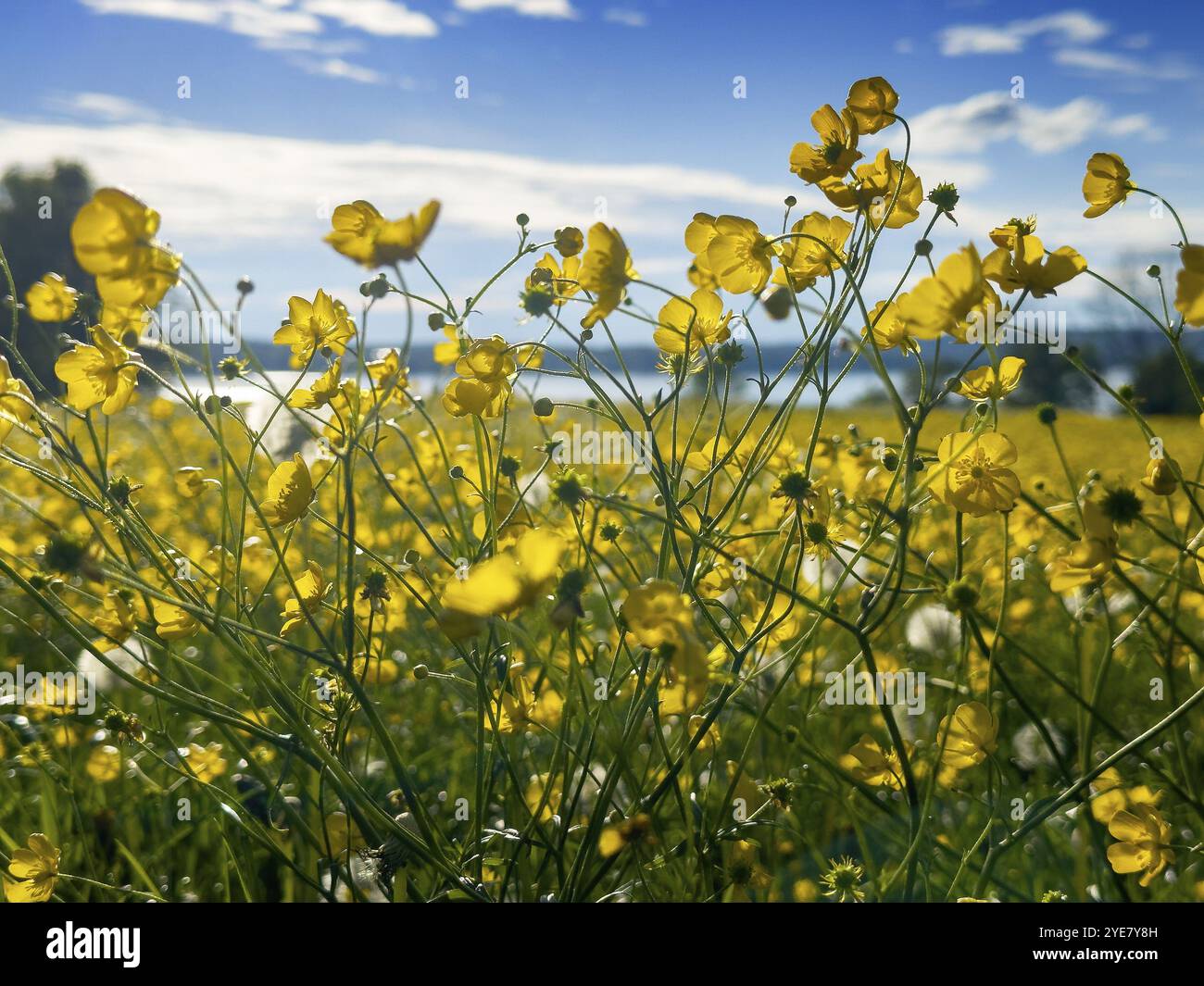 Prairie de fleurs, Buttercup, Buttercup (Ranunculus acris), derrière le lac Starnberg, Bavière, Allemagne, Europe Banque D'Images