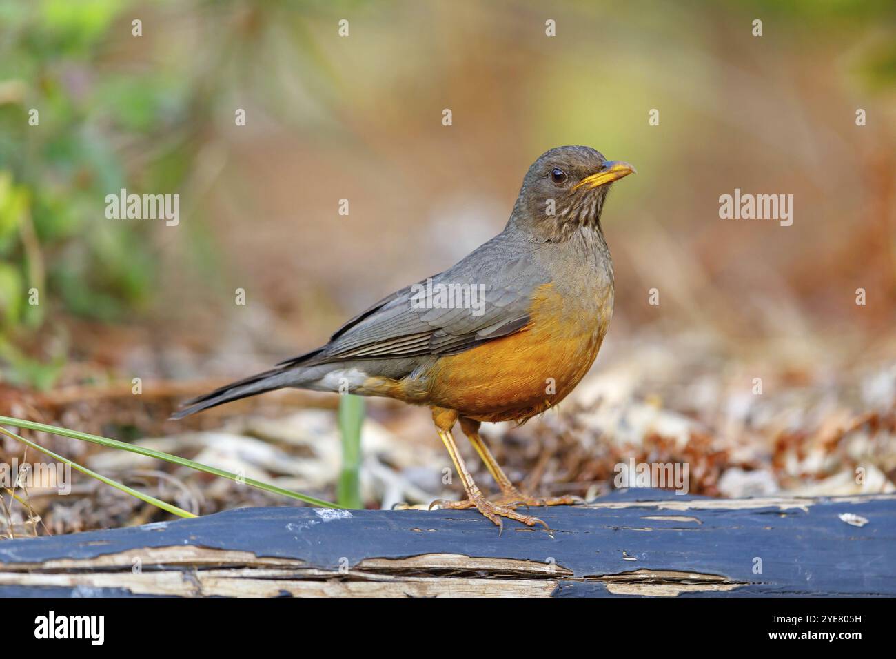 Muguet du Cap, (Turdus olivaceu), muguet des oliviers, biotope, recherche de nourriture, songbird, famille de la muguette, Afrique, camp huillé du château géant, promenade sur la rivière, Imbabazane W Banque D'Images