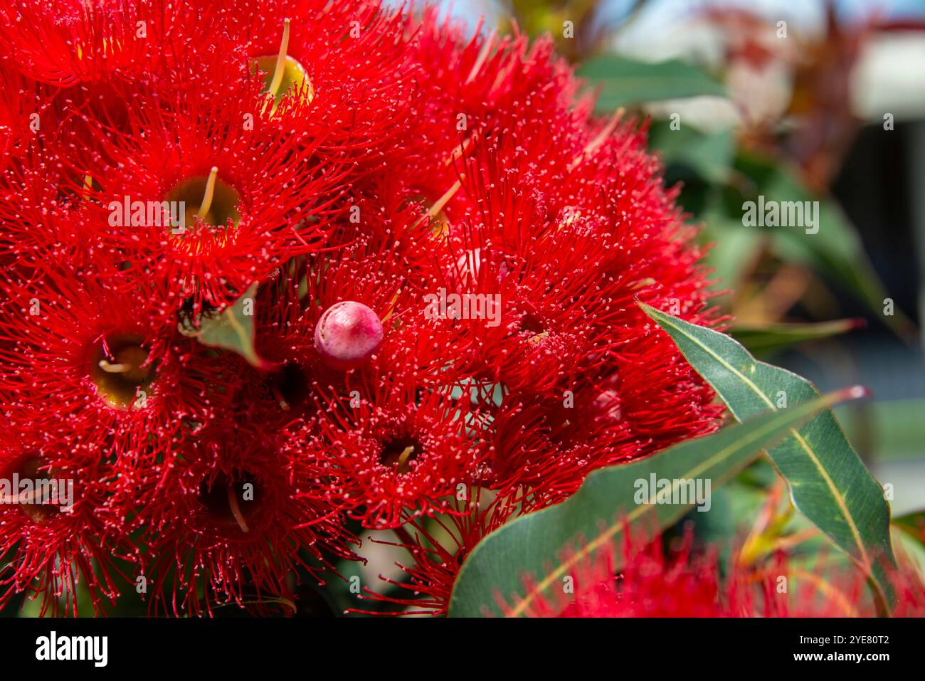 Corymbia ficifolia, communément appelé gomme à fleurs rouge, est une espèce de petit arbre endémique au sud-ouest de l'Australie occidentale Banque D'Images